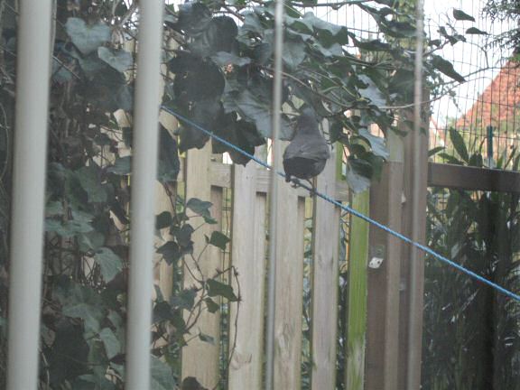 Squatters at HamsterTracker(tm); the Blackbird family.