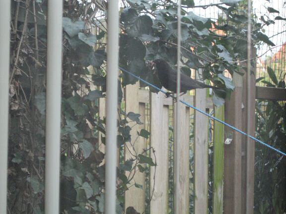 Squatters at HamsterTracker(tm); the Blackbird family.