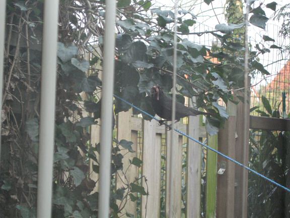 Squatters at HamsterTracker(tm); the Blackbird family.