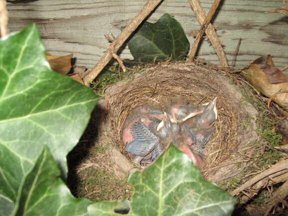Squatters at HamsterTracker(tm); the Blackbird family.