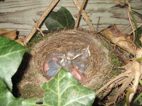 Squatters at HamsterTracker(tm); the Blackbird family.