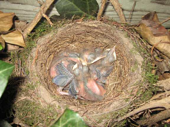Squatters at HamsterTracker(tm); the Blackbird family.