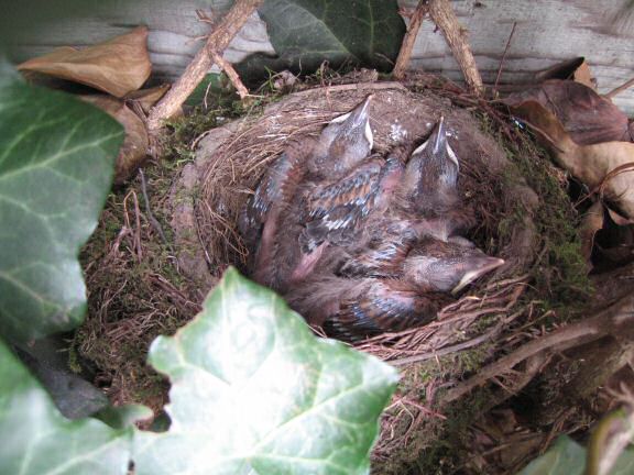 Squatters at HamsterTracker(tm); the Blackbird family.