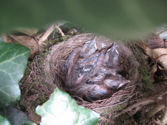 Squatters at HamsterTracker(tm); the Blackbird family.