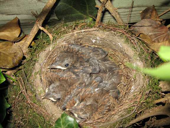 Squatters at HamsterTracker(tm); the Blackbird family.