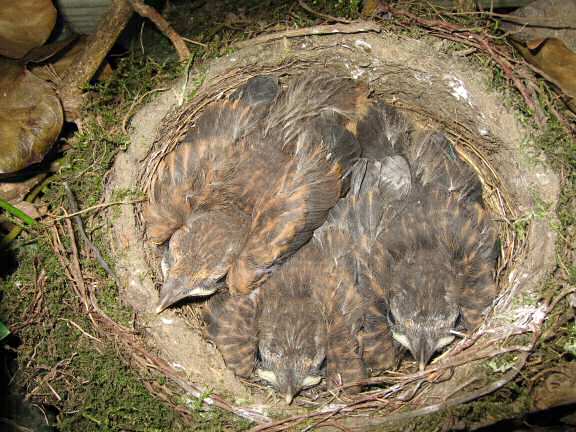 Update on the HamsterTracker(tm)-Blackbird-Squatters.
