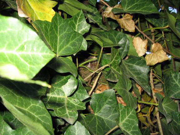 Update on the HamsterTracker(tm)-Blackbird-Squatters.