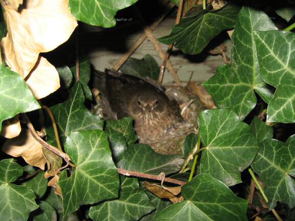 Update on the HamsterTracker(tm)-Blackbird-Squatters.