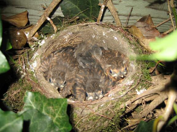 Update on the HamsterTracker(tm)-Blackbird-Squatters.
