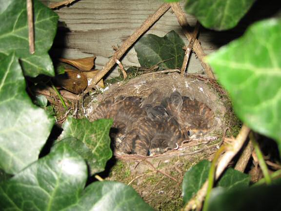 Update on the HamsterTracker(tm)-Blackbird-Squatters.