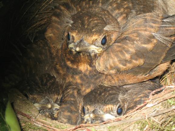 Squatters in the HamsterTracker backyard; the Blackbird kids.