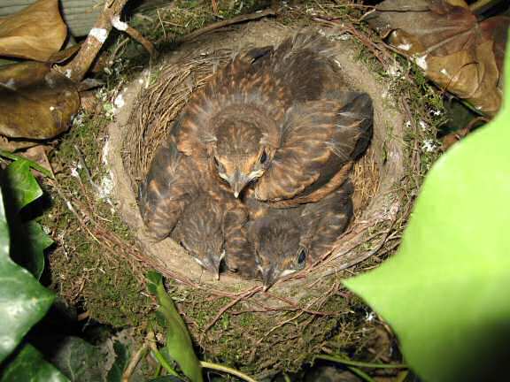Squatters in the HamsterTracker backyard; the Blackbird kids.