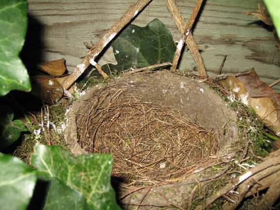 Squatters in the HamsterTracker backyard; the Blackbird kids.