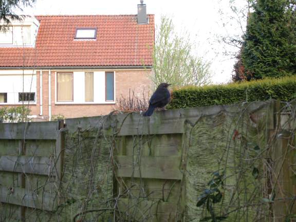 Squatters in the HamsterTracker backyard; the Blackbird kids.