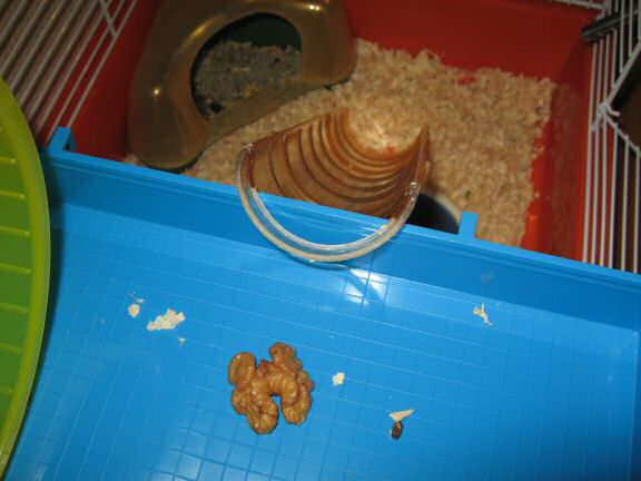 Building a stairway for my hamster Lucy.