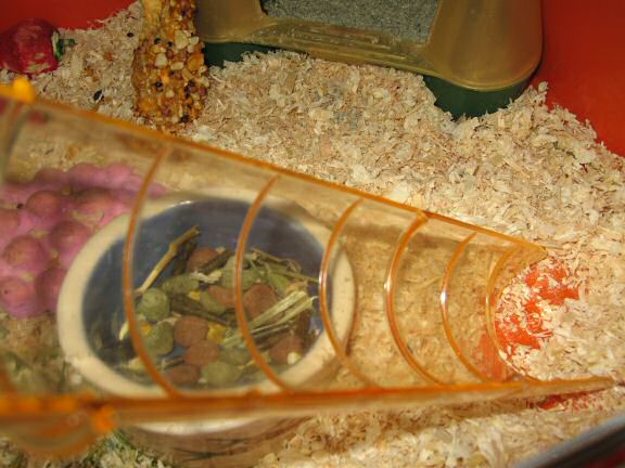 Building a stairway for my hamster Lucy.