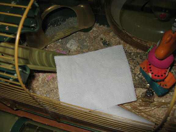 Keeping my hamster Lucy busy ...