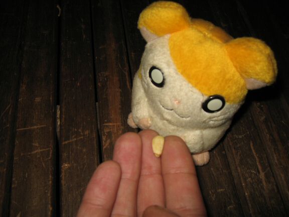 Doing my best to get familiar with my hamster Lucy.