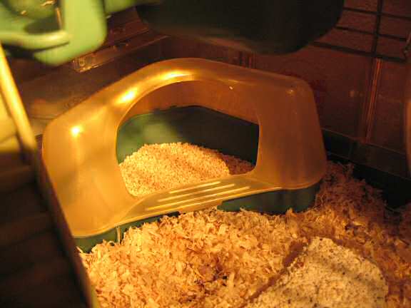 Ny hamster Lucy's toilet in order again.