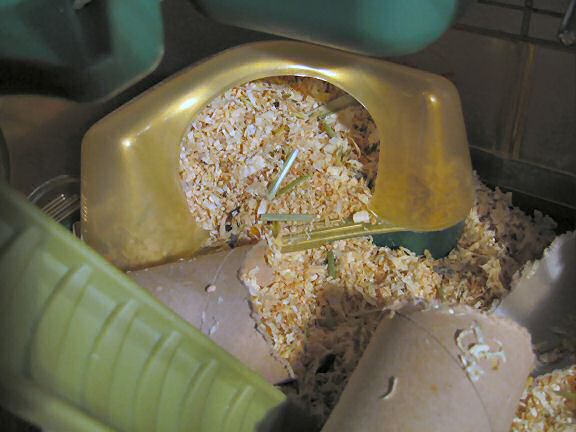 Lucy toilet is out of order.