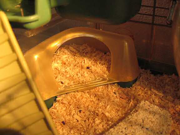 Ny hamster Lucy's toilet out of order.