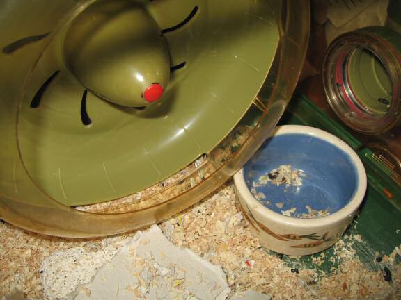 My hamster Lucy's Jammed the Treadmill with her Foodbowl.
