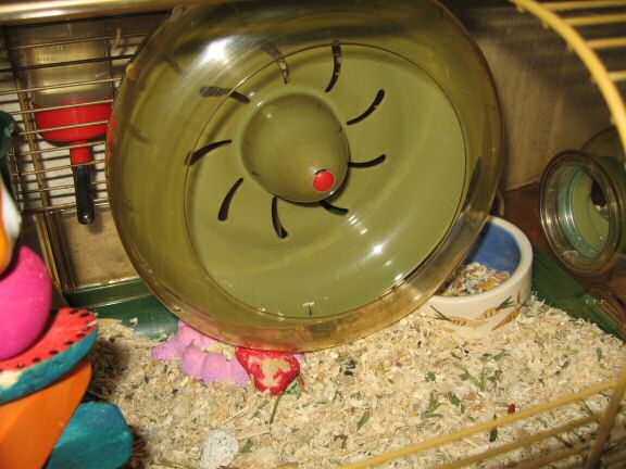 My hamster Lucy jammed the treadmill again.