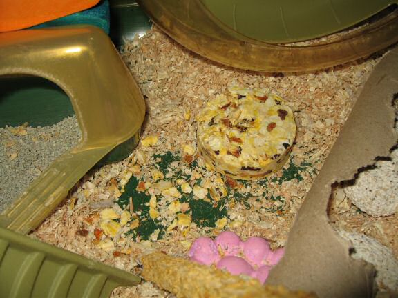 Treatin' my hamster Lucy a treat.