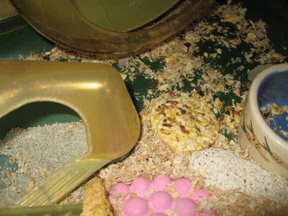 Treatin' my hamster Lucy a treat.