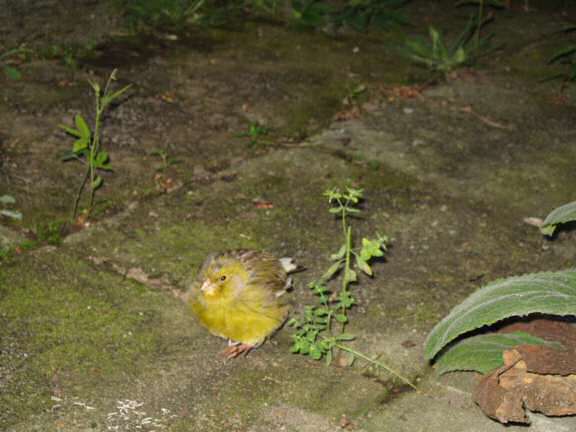 A VIP-Visit at HamsterTracker.com.