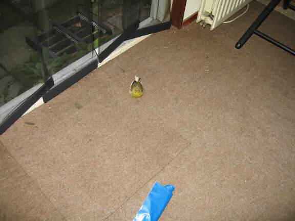 A VIP-Visit at HamsterTracker.com - REVISITED.