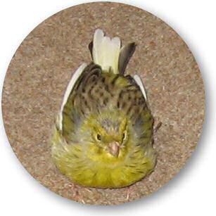 A VIP-Visit at HamsterTracker.com - REVISITED.