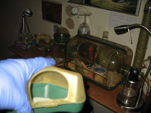 Mathijs on Valentines day at HamsterTracker.com.