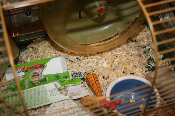 A special treat for my hamster Lucy.