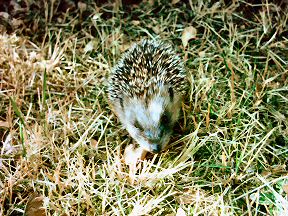 Picture of a baby hedgehog having a look around in my front garden