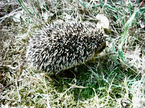 Picture of a baby hedgehog having a look around in my front garden