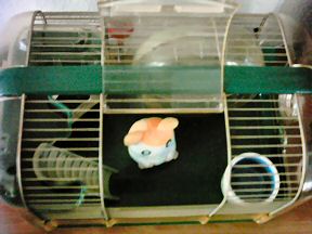 Picture of cage being ready for my new hamster...