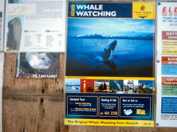 Sandra's (Iceland,) HamsterTracker promotion.