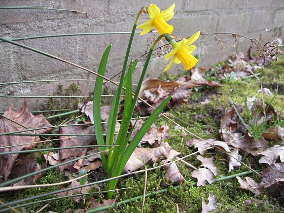 Picture of some flowers in my front garden.