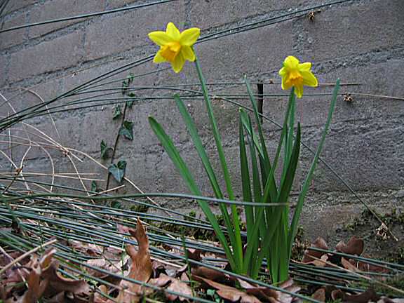 Daffodils in the front garden at the HamsterTracker(tm)-Headquarters .