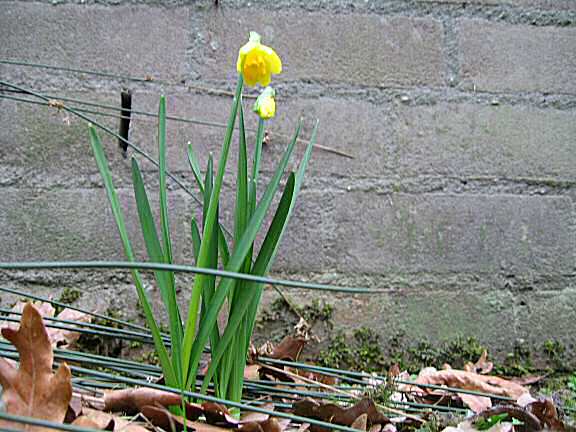 Daffodils in the front garden at the HamsterTracker(tm)-Headquarters .