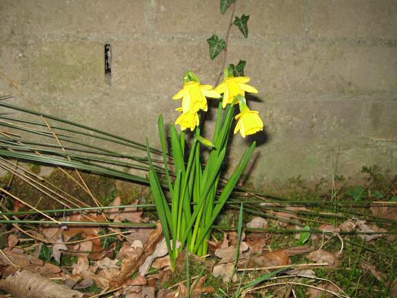 Daffodils in the front garden at the HamsterTracker(tm)-Headquarters .
