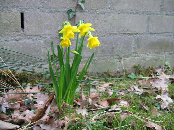 Daffodils in the front garden at the HamsterTracker(tm)-Headquarters .
