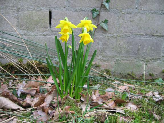 Daffodils in the front garden at the HamsterTracker(tm)-Headquarters .