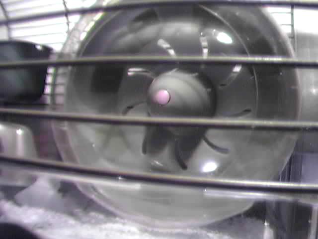 Picture shot with the new webcam, donated by Edwin.