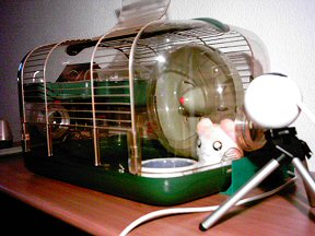 This is my test-hamster Hamtaro (doll). It doesn't move around much, but that's great for pictures as this one, and it doesn't require any food. Not as good as the real thing though.