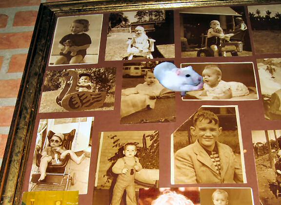 Virtual Lucy with all regular guests.