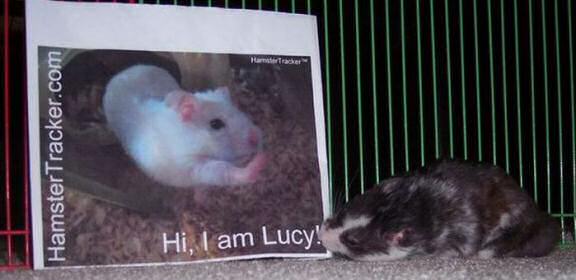 Hamster Ruger doin' some Extreme HamsterTrackin'.