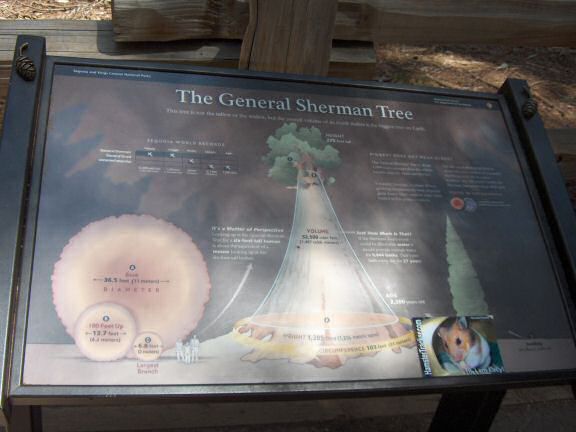 Extreme HamsterTrackin' California by Anton.