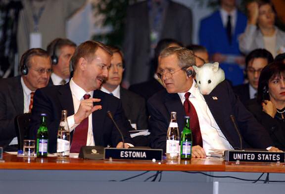 'Pineseeds can be this big in Estonia.'